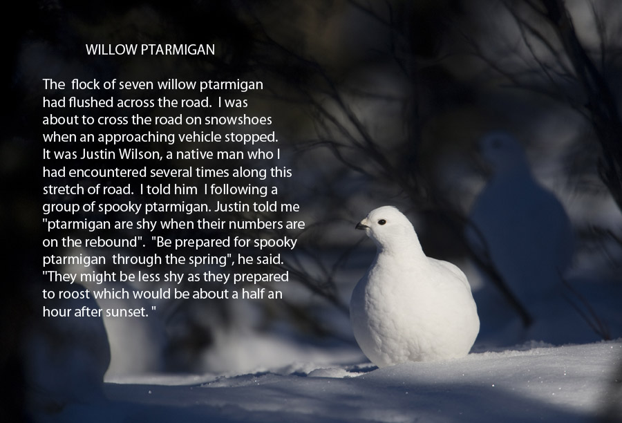 willow ptarmigan winter