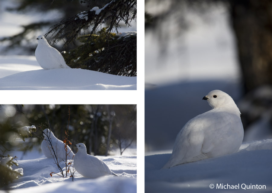 willow ptarmigan winter