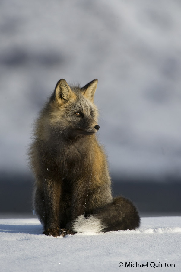 Creature Feature: Red Fox - Raritan Headwaters