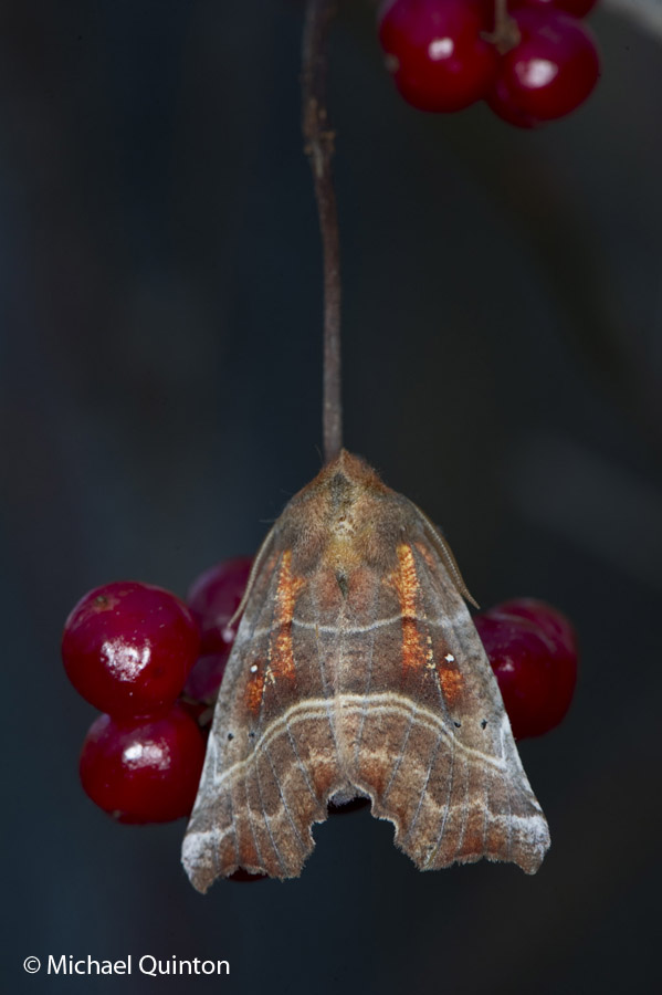 moth-4