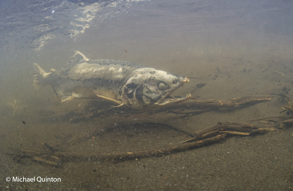 pink salmon spawning