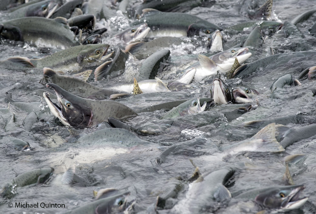 Alaskan Fish Species and Their Life-Cycles