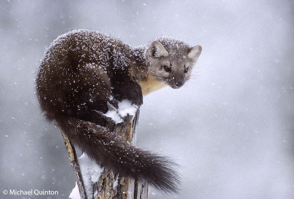 are squirrels nocturnal