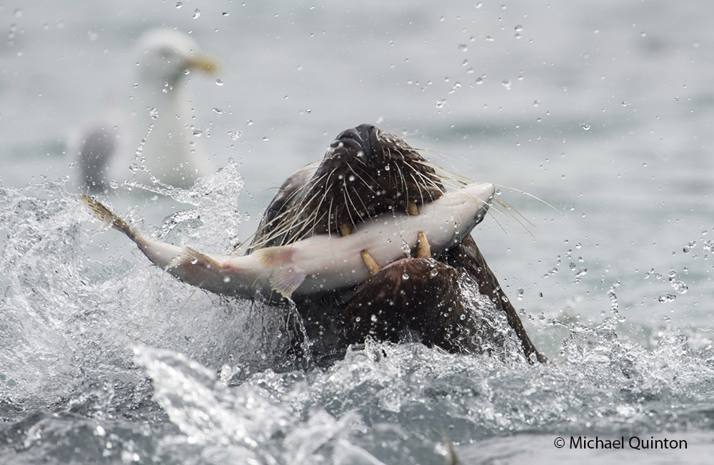 STELLER’S SEA LIONS | JOURNAL OF A WILDLIFE PHOTOGRAPHER