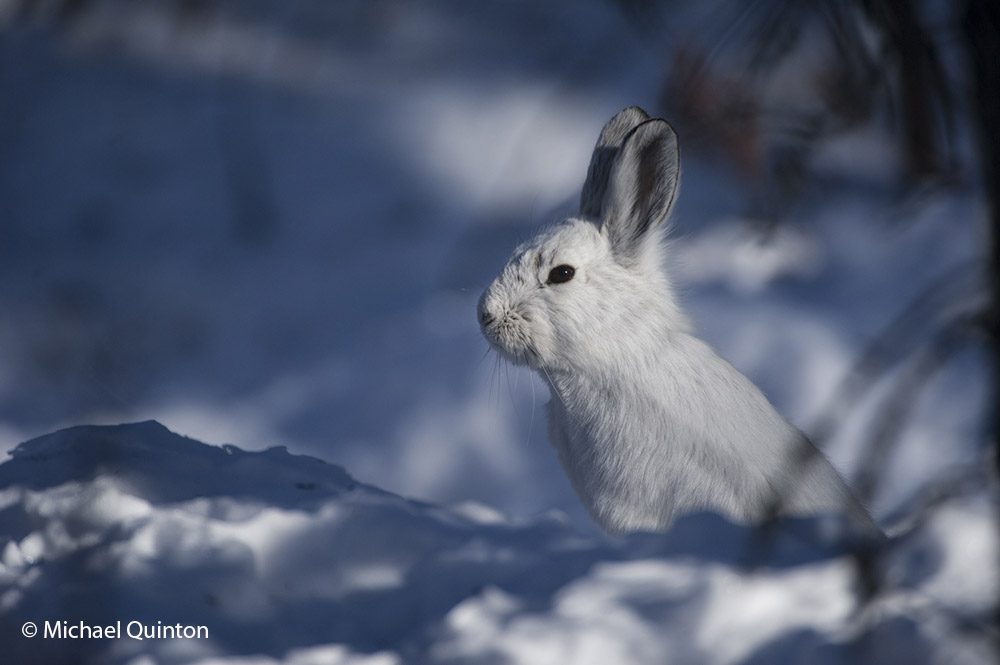 lepus americanus