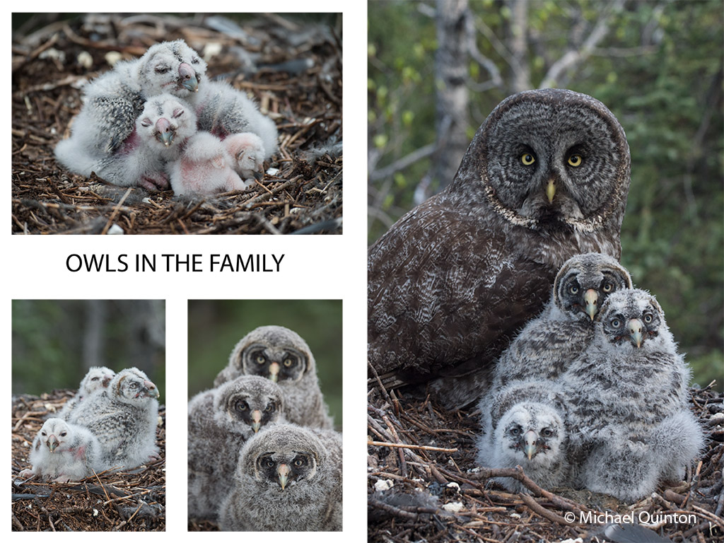 OWLS IN THE FAMILY