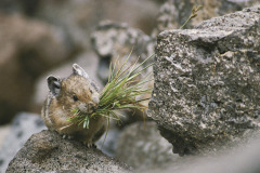Carrying a mouthful of grass, a pika (Ochotona sp.) balances on a rock, gatheri ng for a winter cache.  Pika make haystacks.